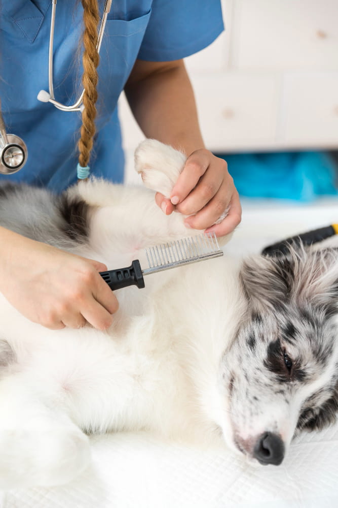 Création de site internet pour toiletteur canin